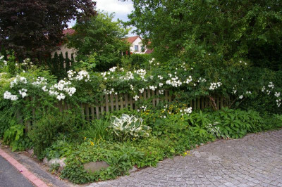 Vorgarten. 002.JPG