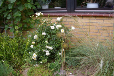 Terrassengarten.004.JPG