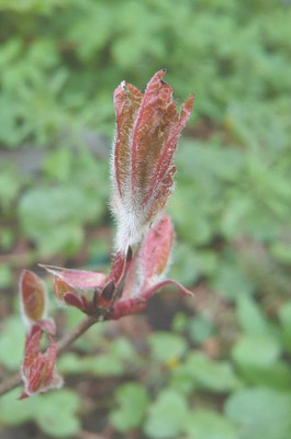 Acer_griseum_Austrieb_fars_2008.jpg