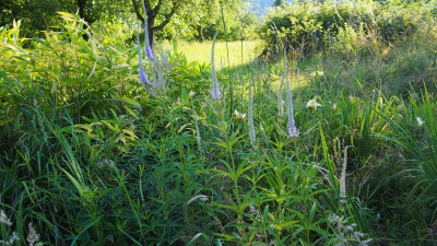 Veronicastrum Lavendelturm P6270027.JPG
