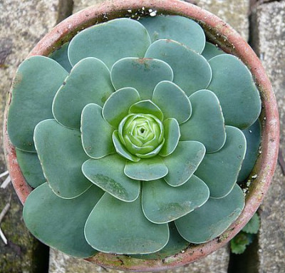 Aeonium_subplanum_fars_2008.jpg
