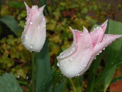 lilienblutig_rosa.jpg