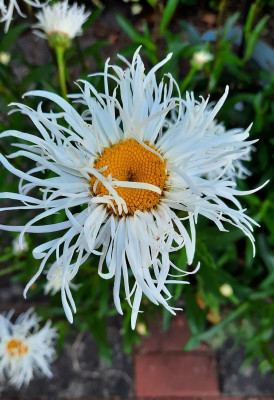 Leucanthemum.jpg