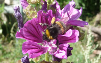 Malvenblüte-Hummel.jpg