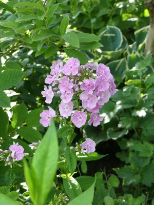 2022-06-16 Phlox.jpg
