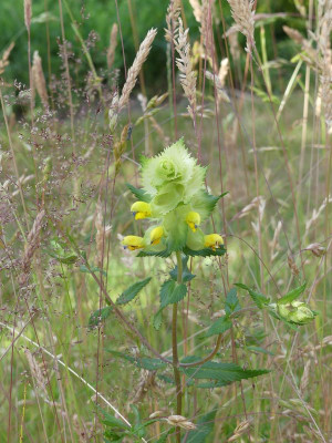 2022-06-16 Rhinanthus angustifolius Klappertopf.jpg