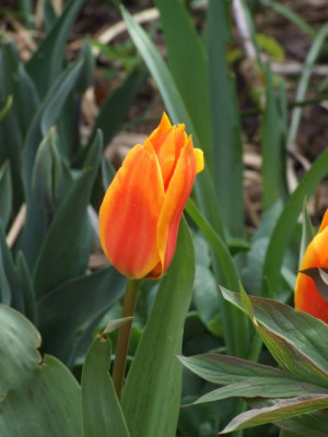 DSCF6478.jpg