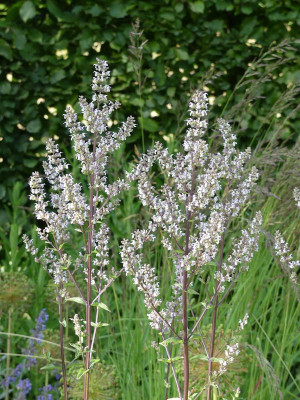 2022-06-16 Nepeta nuda 'Romany Dusk' 1.jpg
