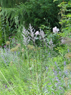 2022-06-16 Nepeta nuda 'Romany Dusk' 2.jpg