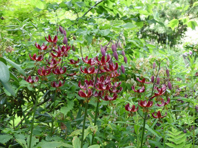 2022-06-16 Lilium martagon 'Claude Shride' 1.jpg