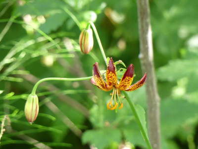 2022-06-16 Lilium martagon 'Arabian Night'.jpg