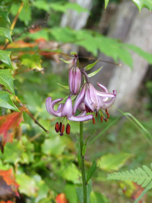 2022-06-16 Lilium martagon 1.jpg