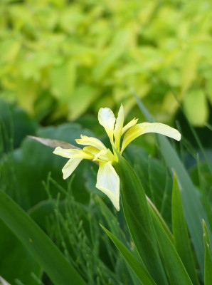 2022-06-16 Iris foetidissima 'Pico's Yellow' 1.jpg