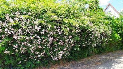 IMG-20220616-WA0003.jpg