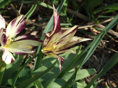 DSCF6708.jpg