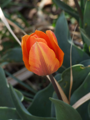 DSCF6711.jpg