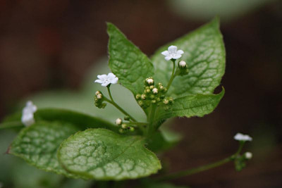 Brunnera-Mr-Morse-Apr-2308.jpg