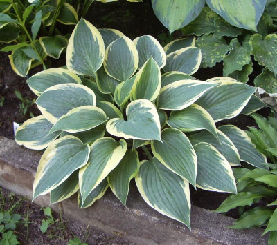Hosta Lost Label.jpg