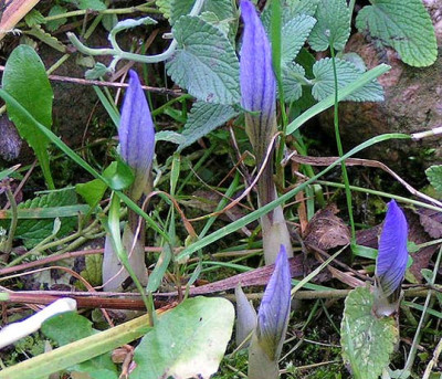 blauschleierkrokus.jpg