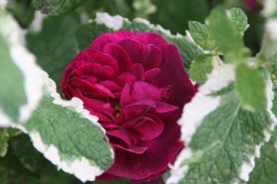 Sissinghurst_ananaskl.jpg