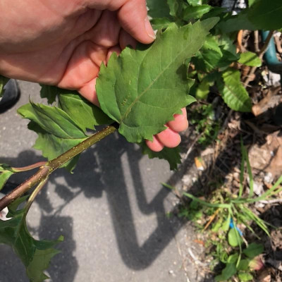 Leaf_Bottom.jpeg