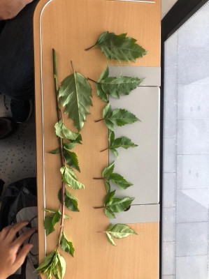 Leaves.jpeg