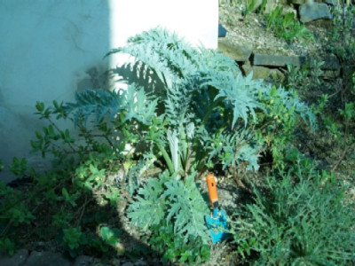 Artischocke08.jpg