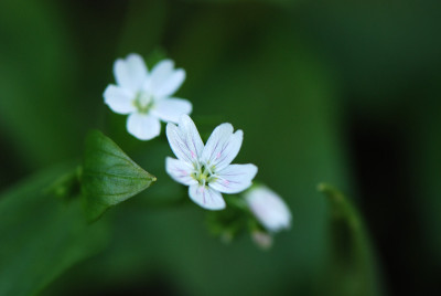 Montia-sibirica-weiss-Apr2308.jpg