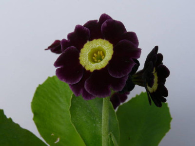 P1100599.jpg