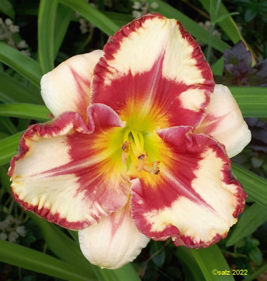 Boitzer Red Diamond Girl 2022.jpg