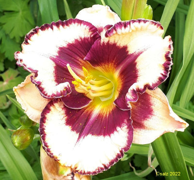 LL TET creme rotviolett auge  rand 2002.jpg
