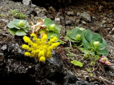 Greenovia_aurea_Tricias.jpg