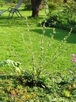 Eleagnus_ang.01.JPG