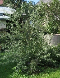 Eleagnus_ang.02.JPG
