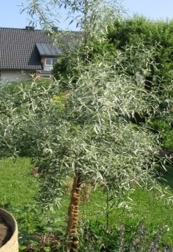 Elaeagnus_angustifolia_02_2007.JPG