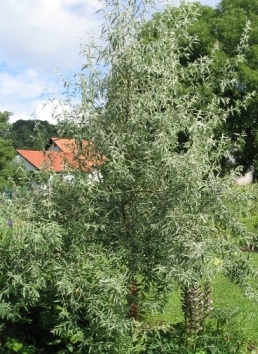 Elaeagnus_angustifolia_04_Sommer_2007.JPG