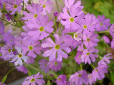 Groenanderung_DSC03427.JPG