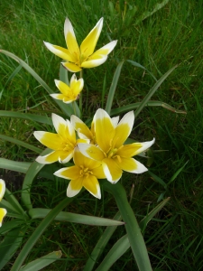 tulipa_tarda.JPG