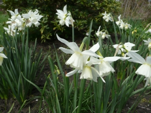 narcissus_triandus.JPG