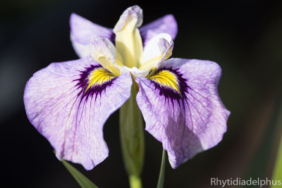 Iris_Hiroshis_Gruss_3690_800_sRGB.jpg