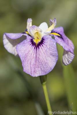 Iris_Hiroshis_Gruss_3700_800_sRGB.jpg