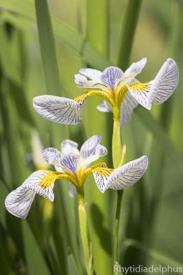 Iris_Roys_Repeater_3666_800_sRGB.jpg