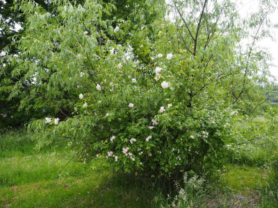 die Drahthose um drei Salix acutifolia 'Blue Streak' und  Rosa Noisettiana 'Mme Alfred Carrière', Rosa multiflora 'Souvenir de Carmen Figueroa-Meyer' und Rosa multiflora 'Nana'  P5220359.JPG