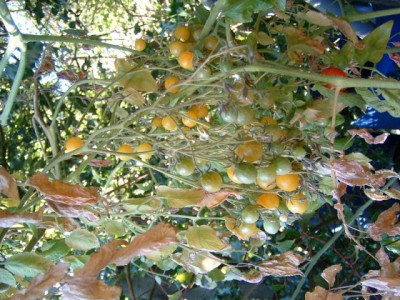 tomate_aurantiacum_draussen_221004.jpg