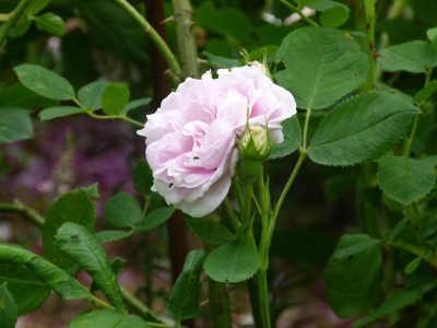 P1090036.JPG