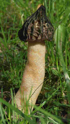 Morchella_gigas.jpg