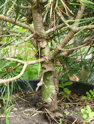 2022-06-19 Pinus bungeana 'Rowe Arboretum'.jpg