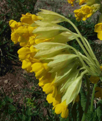 Primula_veris_ssp_macrocalyx.jpg