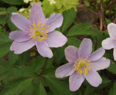 Anemone_angeblich_Robinsoniana.jpg