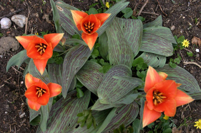 Tulpen0308.jpg